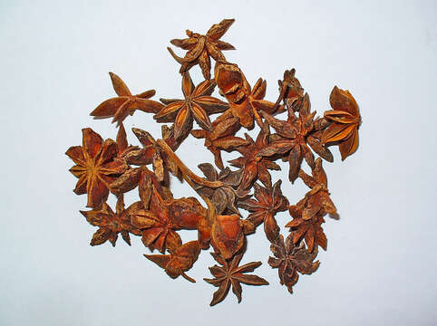 Imagem de Illicium verum Hook. fil.