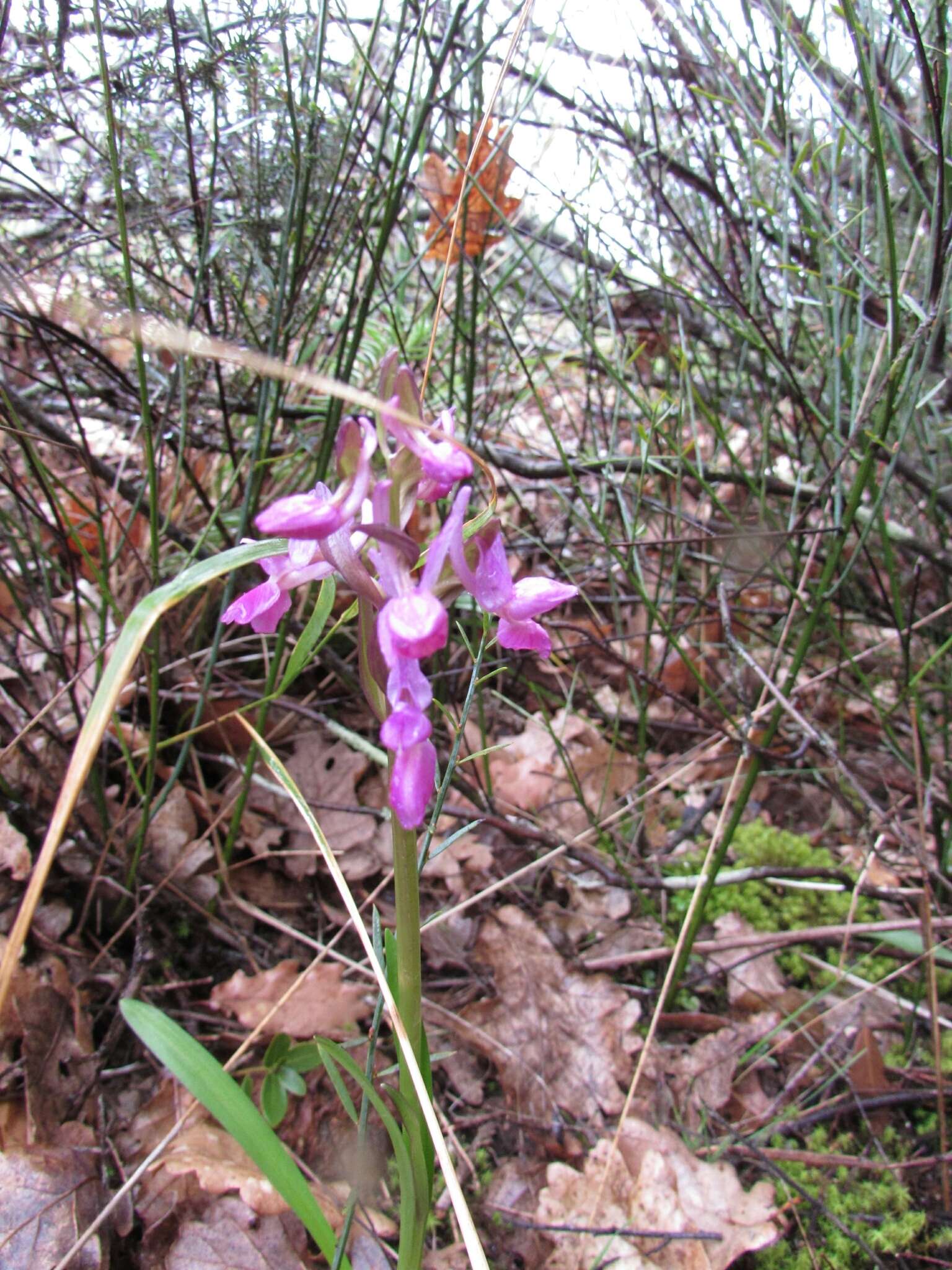 Image of Roman Dactylorhiza