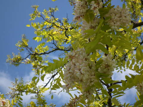 Image of black locust