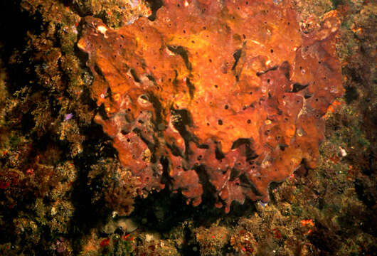 Image of stony sponge