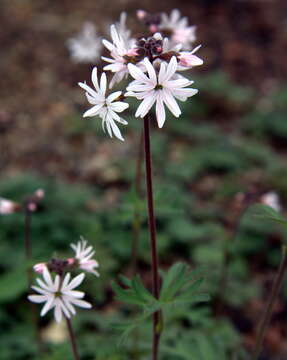 Image of smallflower woodland-star