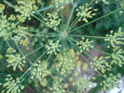 Image of dill