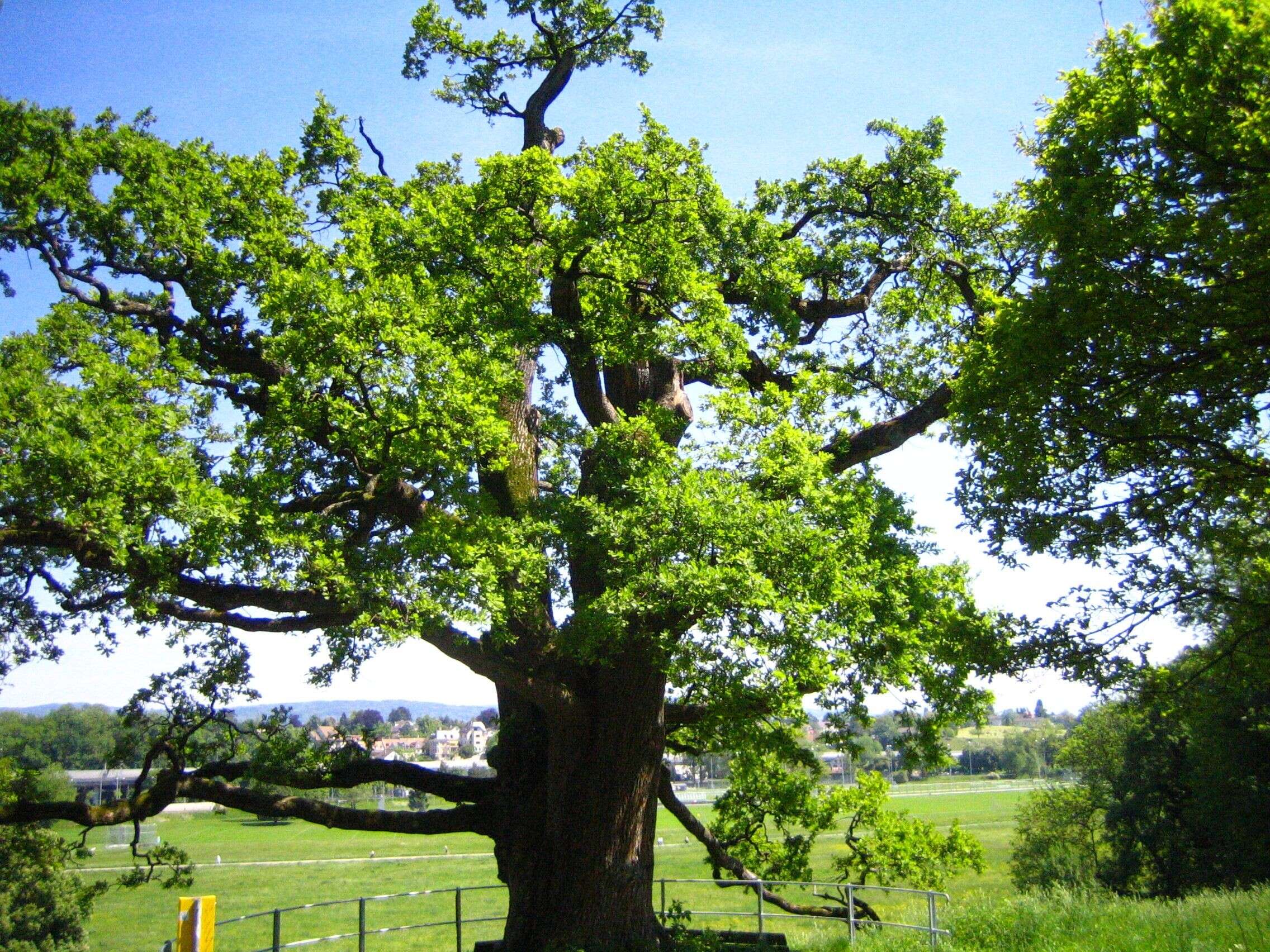 Image of English oak