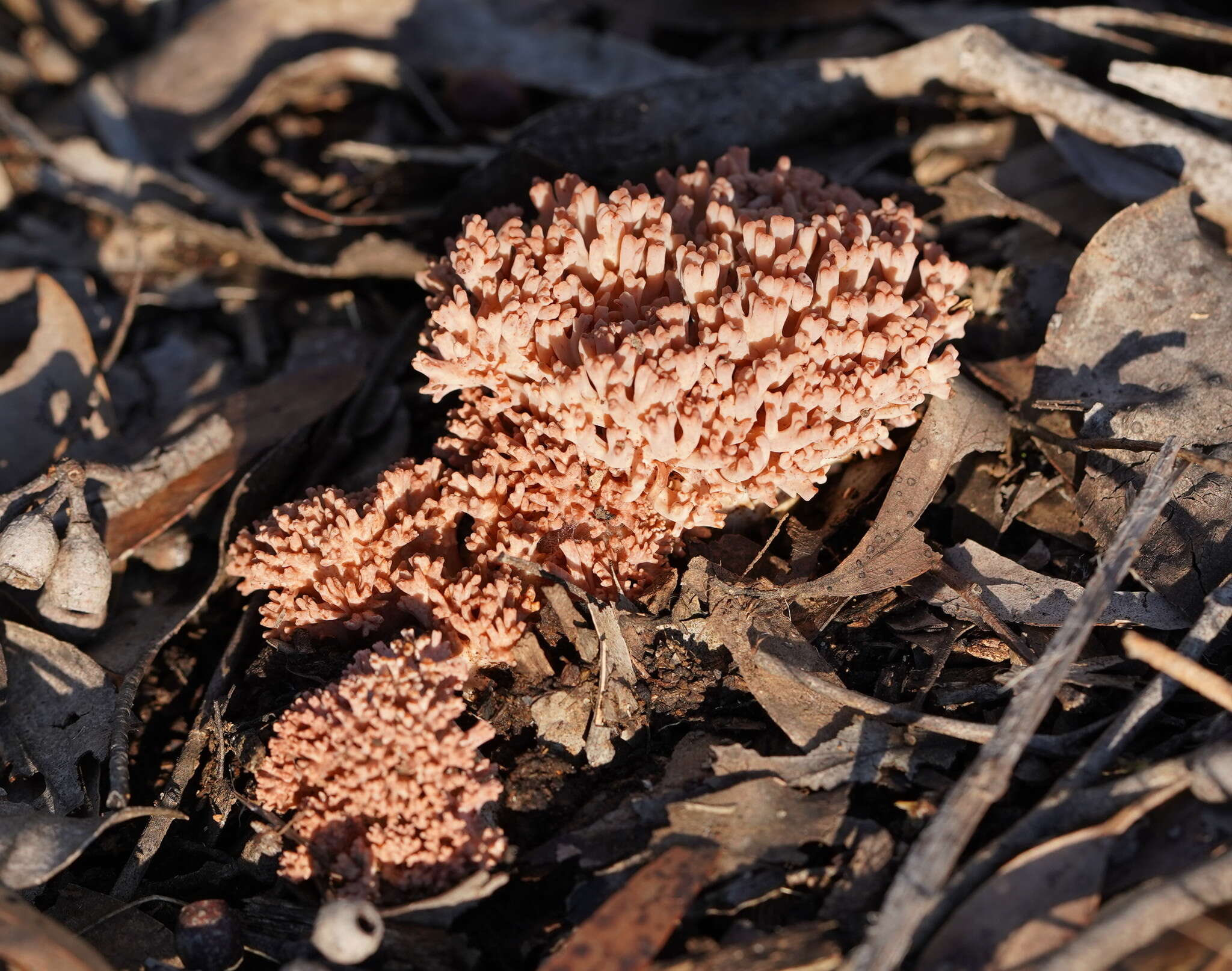 Image of Ramaria australiana (Cleland) R. H. Petersen 1969