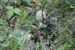 Image of Royal Fly Agaric