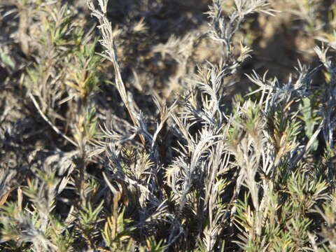 Image of Shore Grass