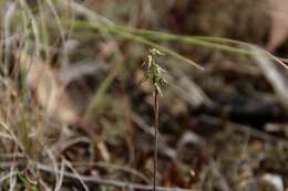 Image of Sharp midge-orchid