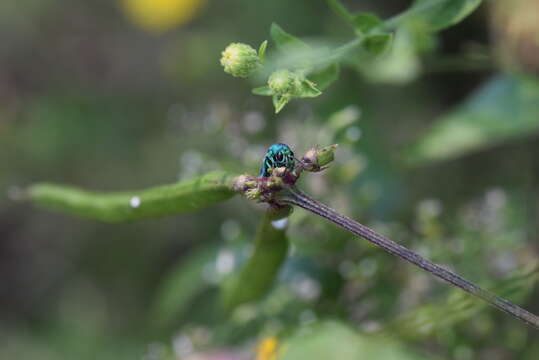 Image of <i>Chrysis conica</i> Brullé 1846