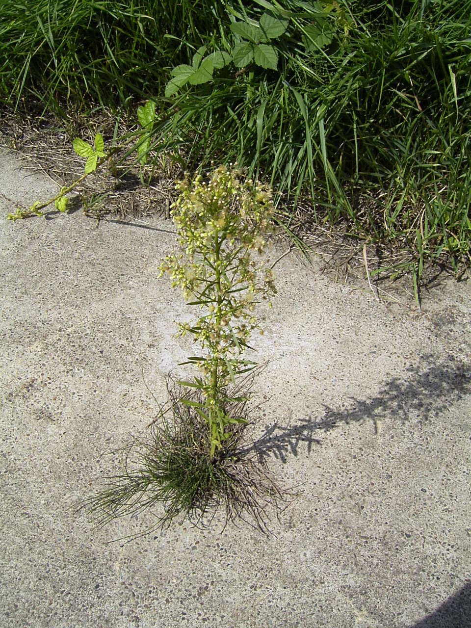 Image of Canadian Horseweed