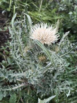 Image of white thistle