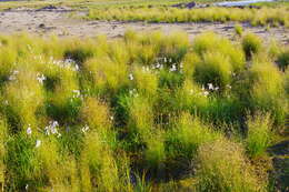 Image de Deschampsia cespitosa subsp. glauca (Hartm.) Tzvelev