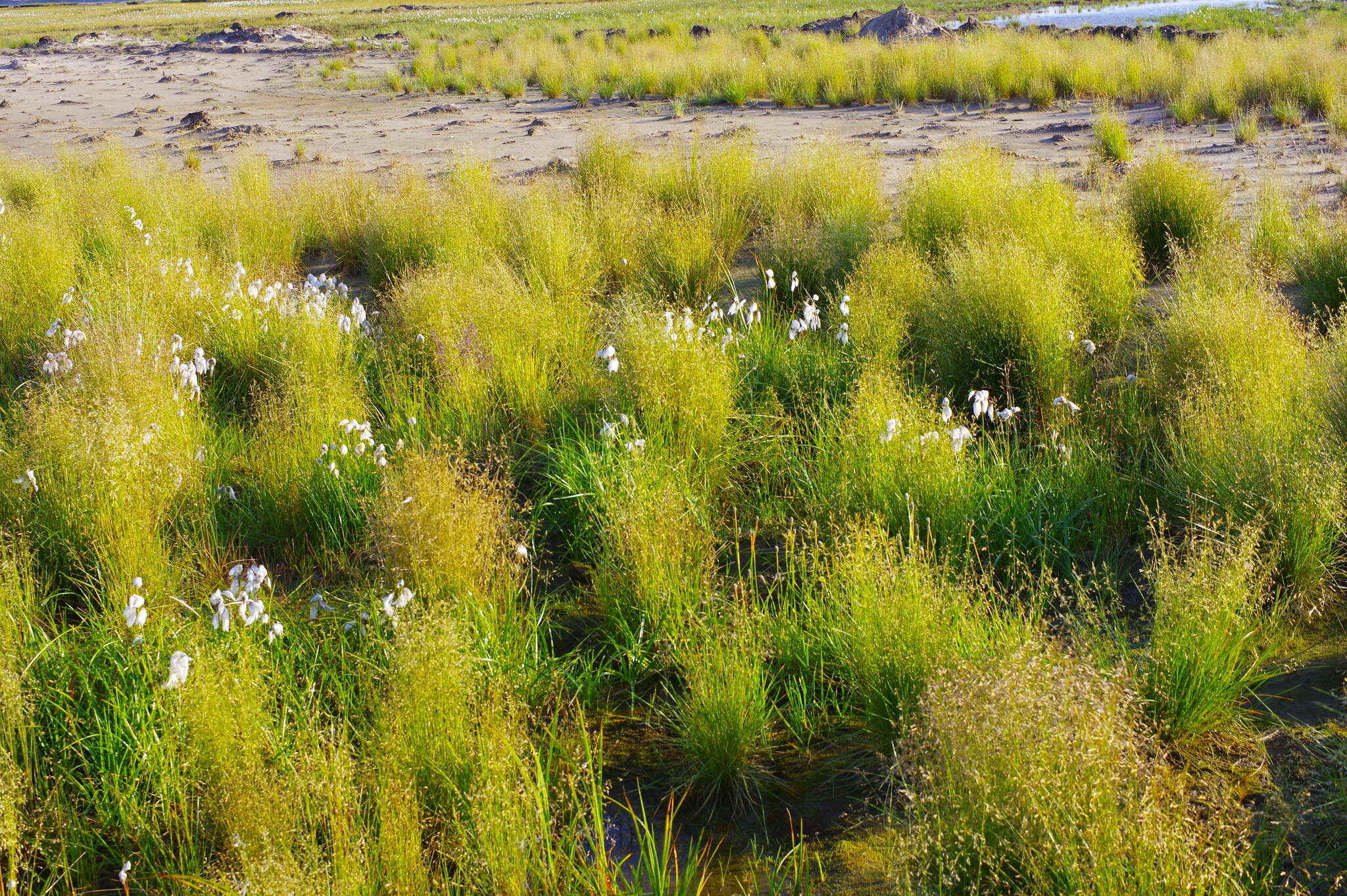 Image of Deschampsia cespitosa subsp. glauca (Hartm.) Tzvelev