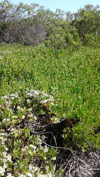 Scaevola crassifolia Labill.的圖片