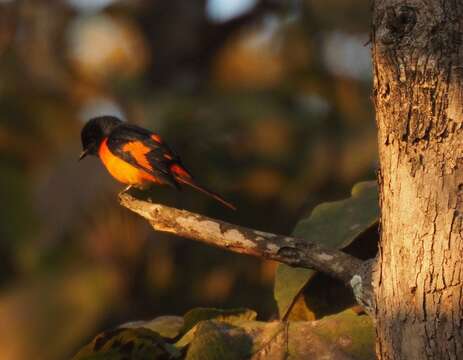 Image of Orange Minivet