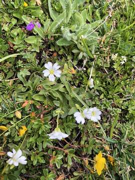 Image of Cerastium latifolium L.