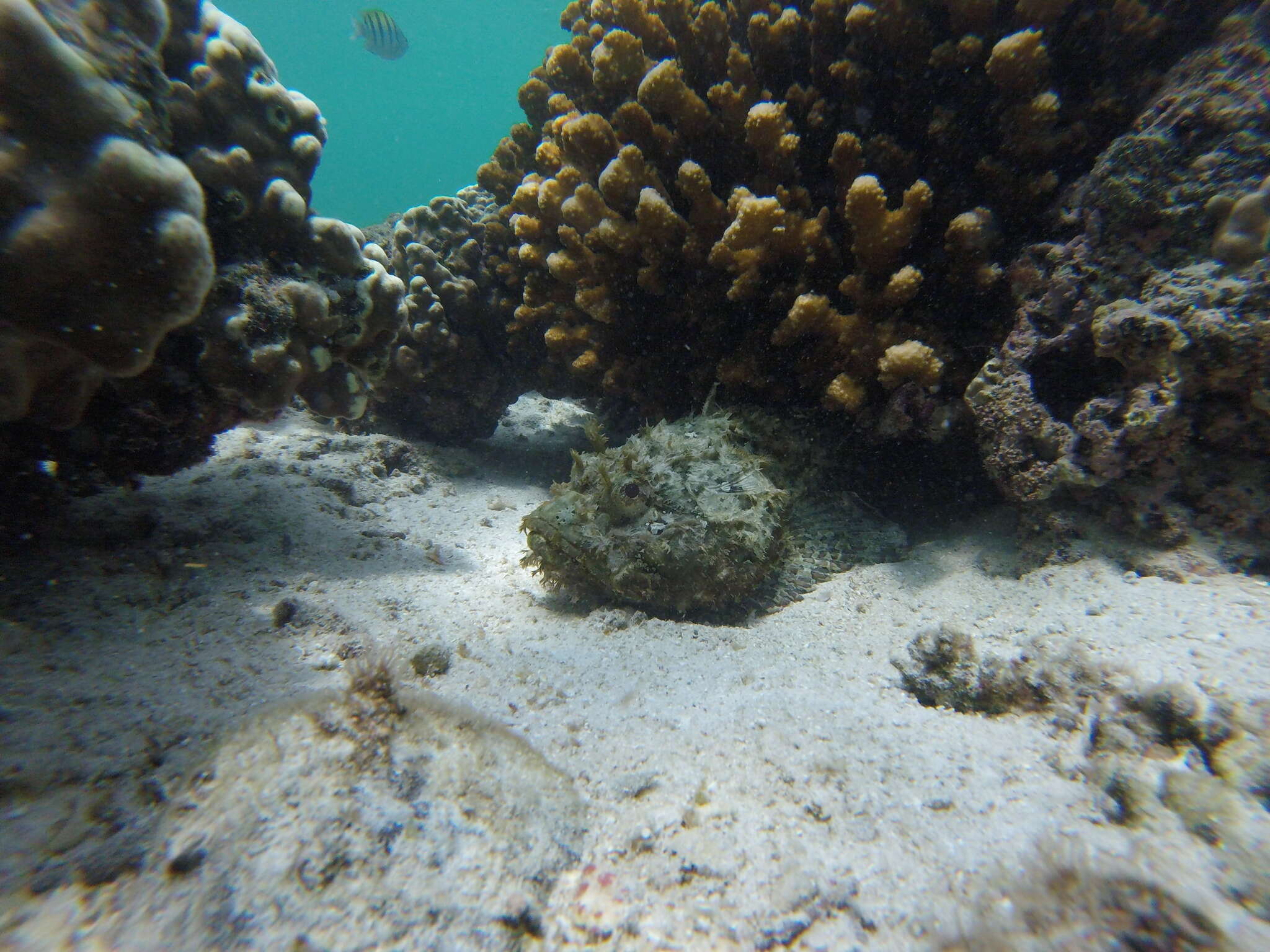 Image of Pacific Spotted Scorpionfish