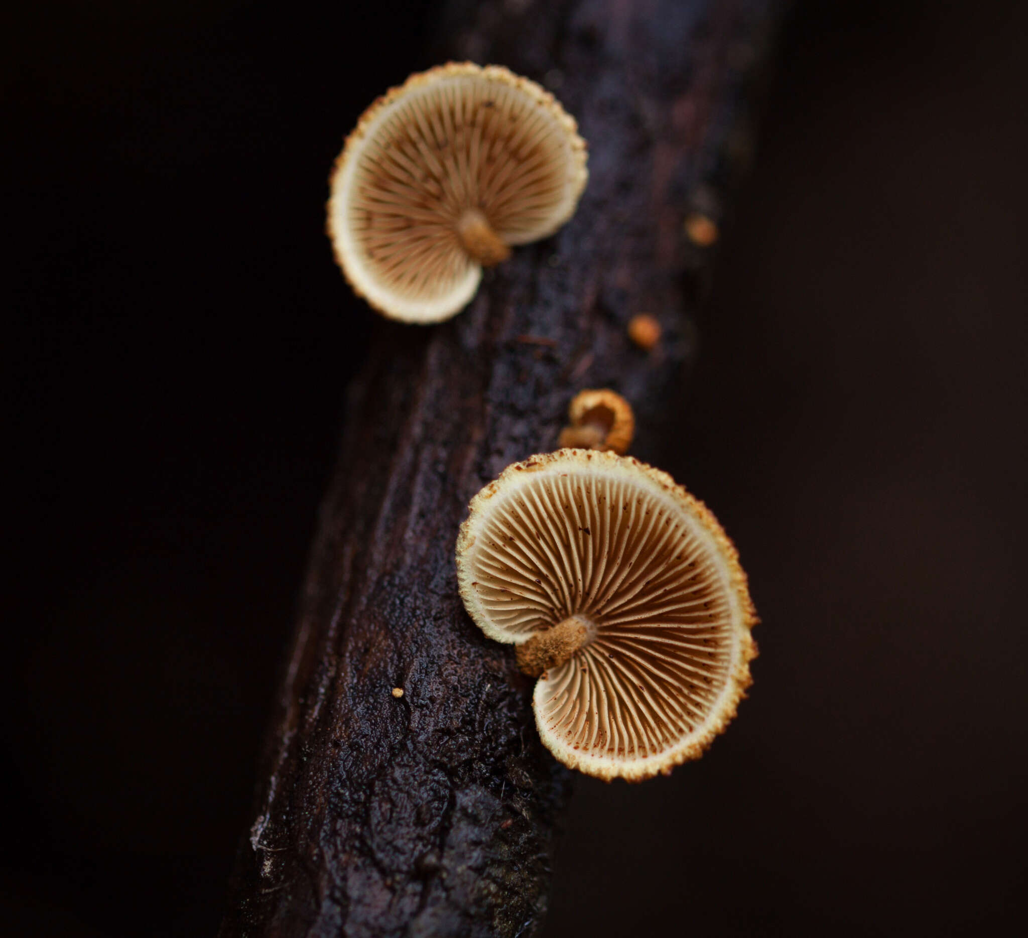 Слика од Pleuroflammula croceosanguinea (Mont.) Singer 1969