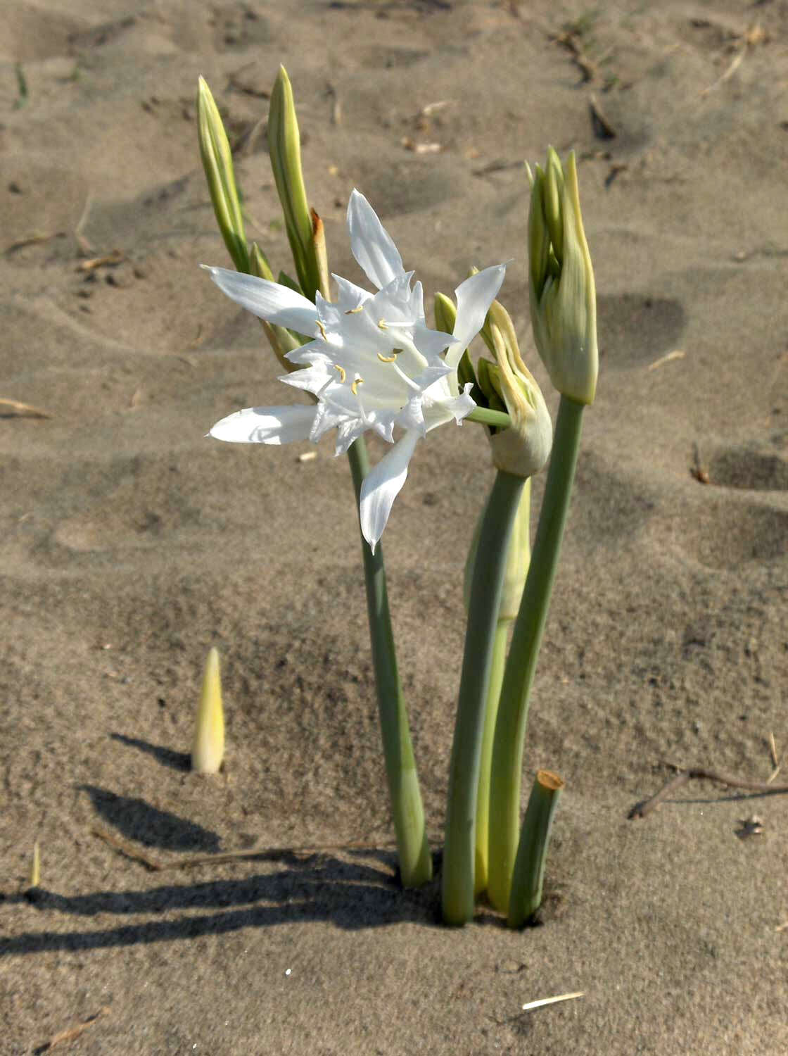 Imagem de Pancratium maritimum L.