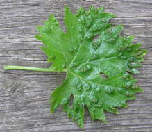 Image of Eriophyes vitis