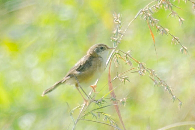 Image of Golden-headed Cisticola