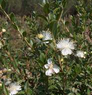 Image de Myrtus communis L.