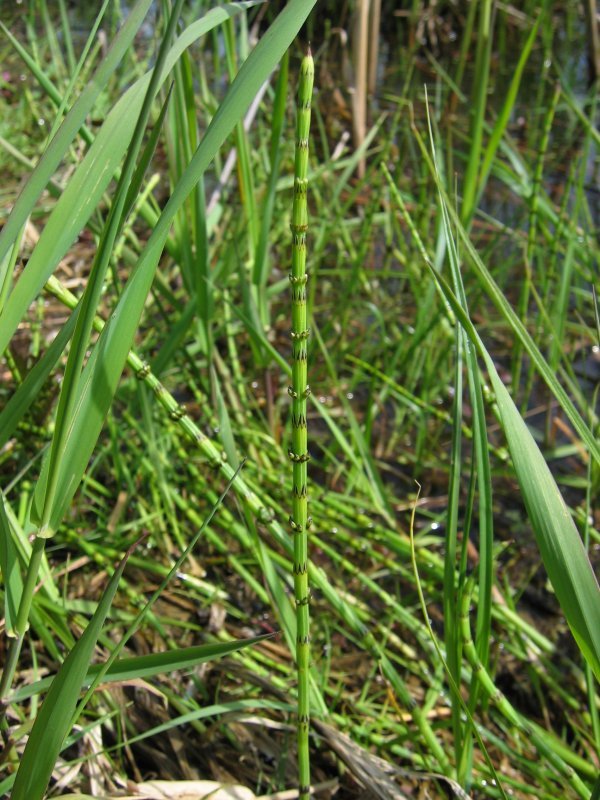 Equisetum palustre (rights holder: Kristian Peters -- Fabelfroh 16:28, 12 August 2006 (UTC))