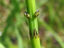 Image of Marsh Horsetail