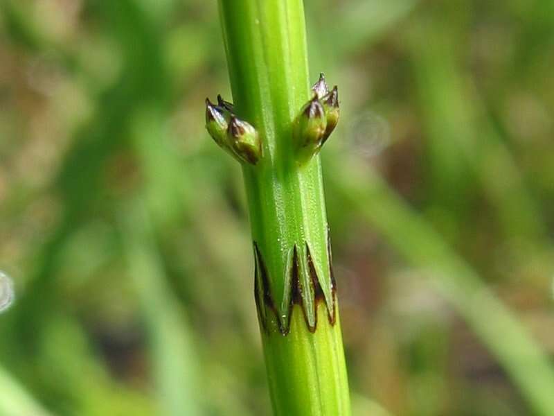 Image of Marsh Horsetail