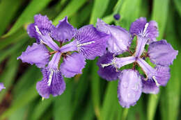 Image of wall iris