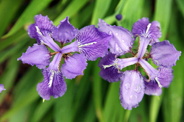 Image of wall iris