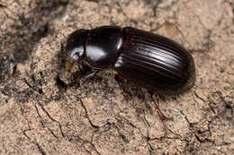 Image of Night-flying Dung Beetle