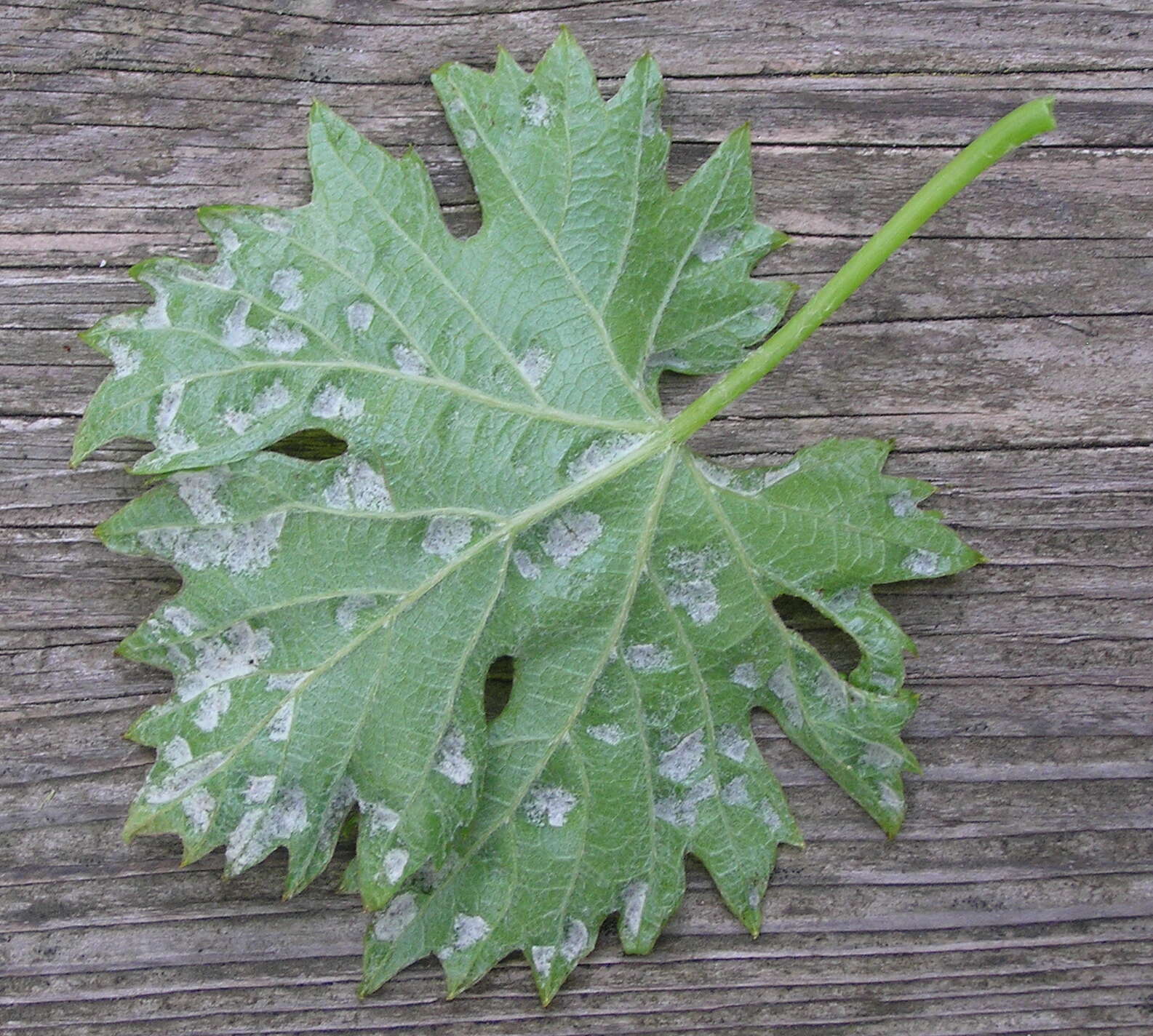 Image of Eriophyes vitis