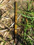 Image of Water Horsetail