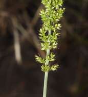 Image of <i>Setaria <i>verticillata</i></i> var. verticillata