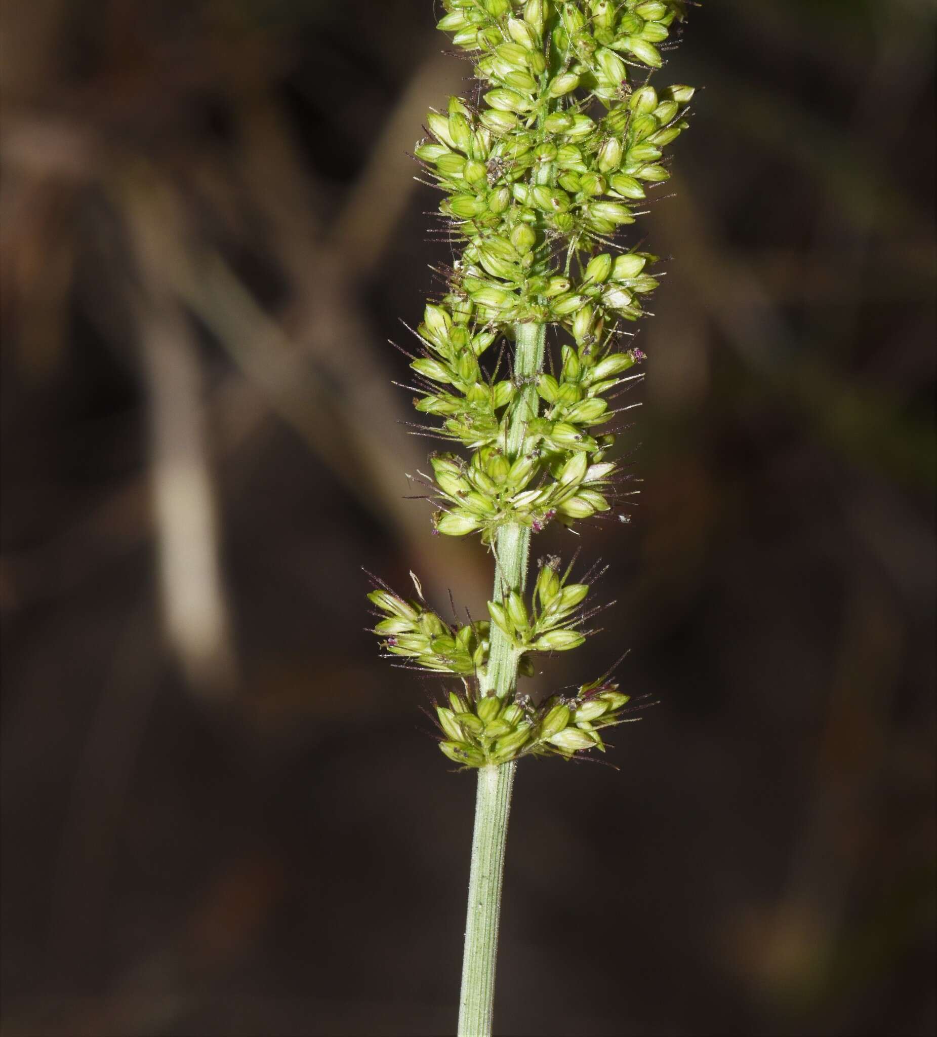 Plancia ëd <i>Setaria <i>verticillata</i></i> var. verticillata