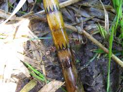 Image of Water Horsetail