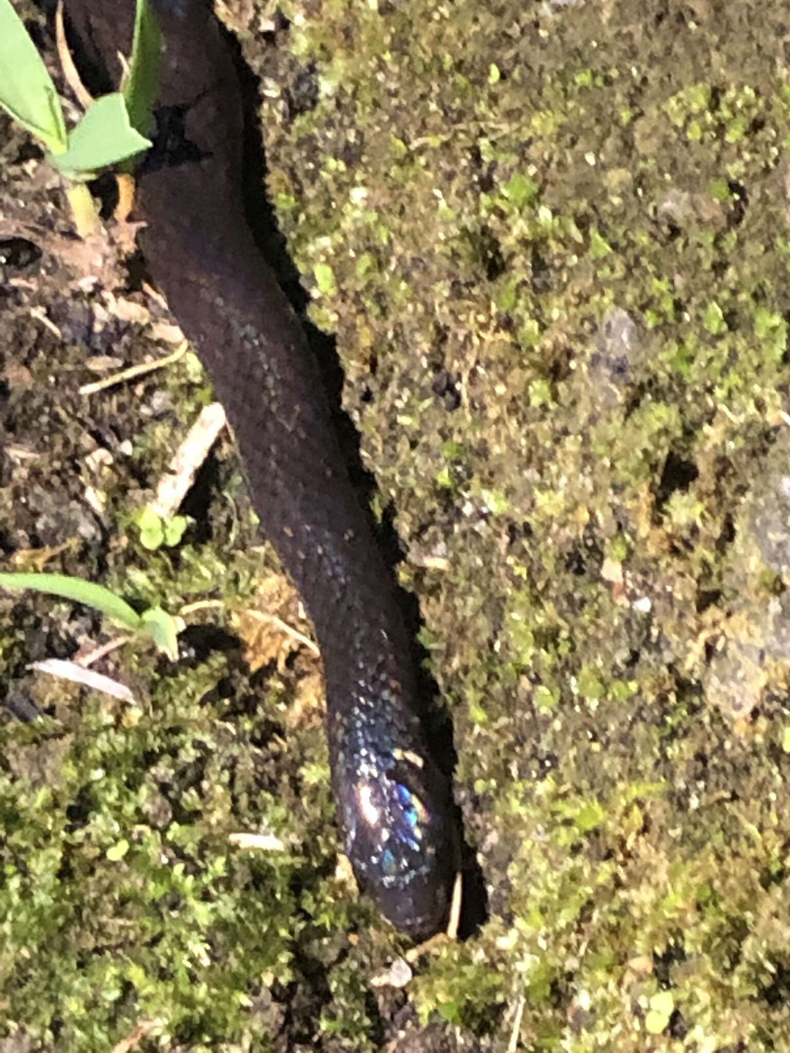 Image of Western Ground Snake