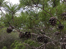 Imagem de Pinus clausa (Chapm. ex Engelm.) Sarg.