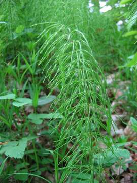 Image of Shady Horsetail