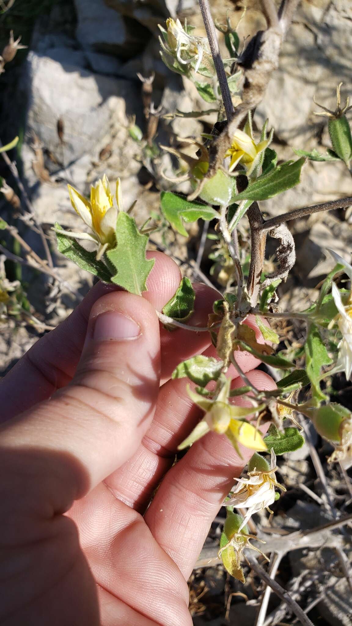 Image of wavyleaf blazingstar