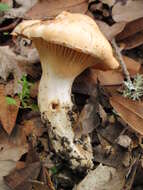 Image of Cuphophyllus pratensis (Fr.) Bon 1985