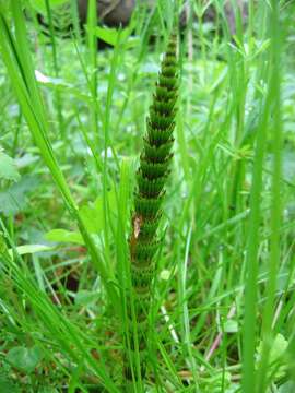 Image of Great Horsetail