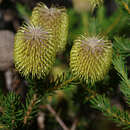 Image of Banksia pulchella R. Br.