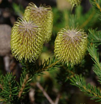 Image of Banksia pulchella R. Br.