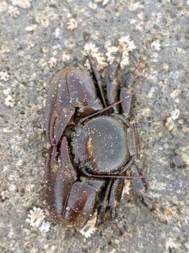 Image of flat porcelain crab