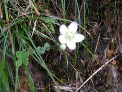 Image de Parnassia palustris var. tenuis Wahlenb.