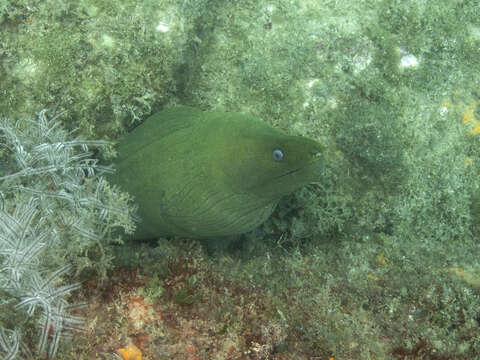 Image of Chestnut moray