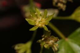 Image of Rocky Mountain maple