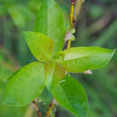 Image of Salix starkeana Willd.