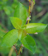 Salix starkeana Willd. resmi